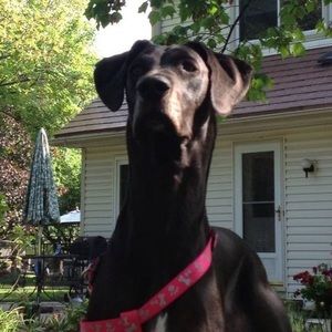 Meet your Posher, Patti